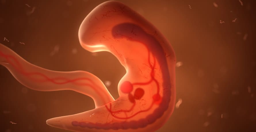 Cum arata embrionul in saptamana 4 de sarcina