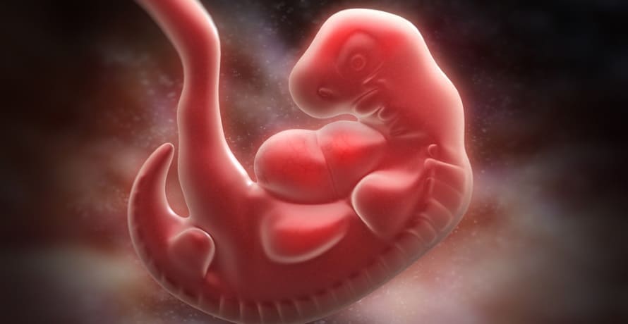 Cum arata embrionul in saptamana 6