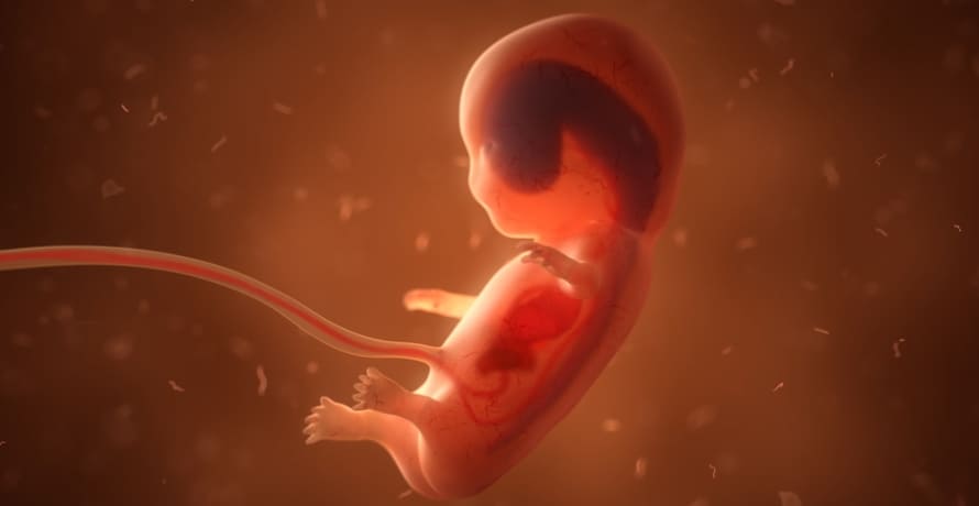Cum arata embrionul in saptamana 10