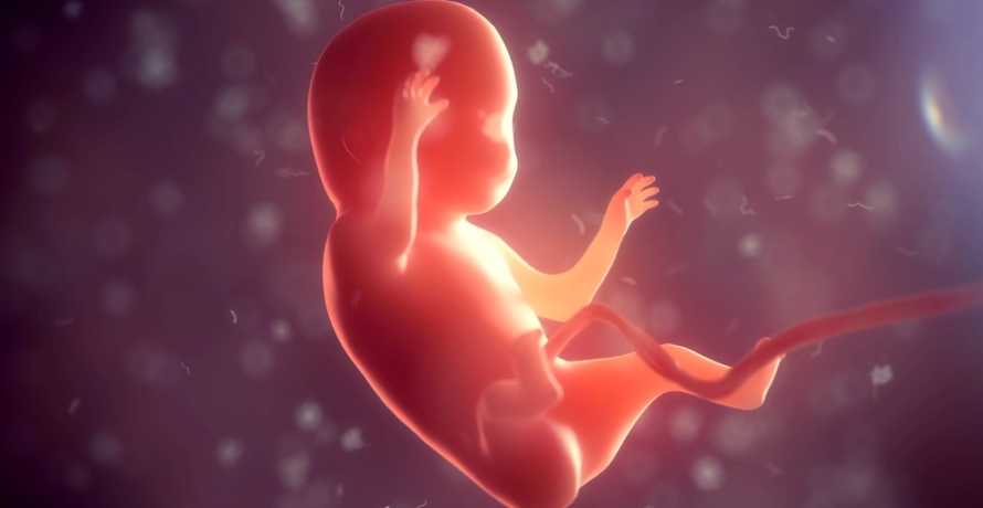 Cum arata embrionul in saptamana 12