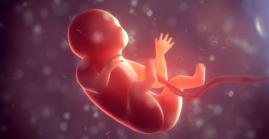 Cum arata embrionul in saptamana 13