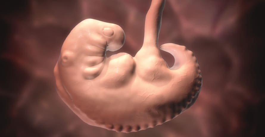 Cum arata embrionul in saptamana 5 de sarcina