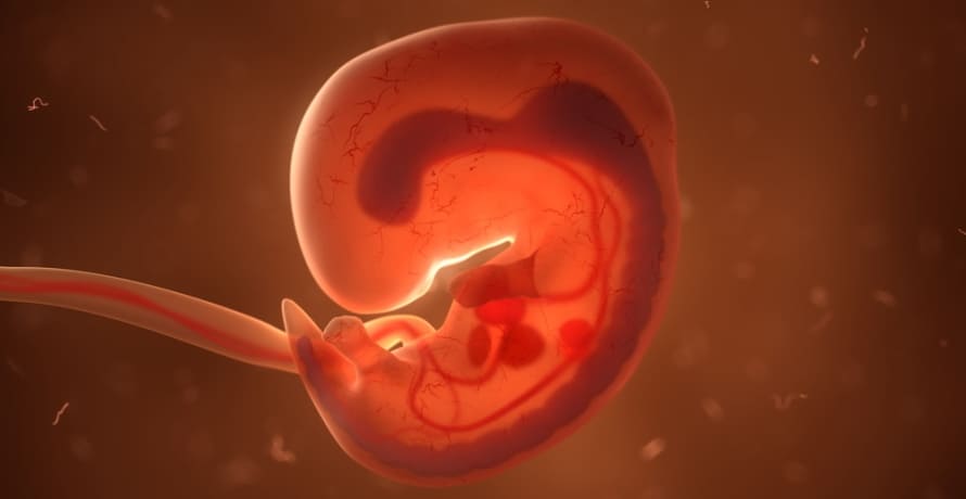Cum arata embrionul in saptamana 7